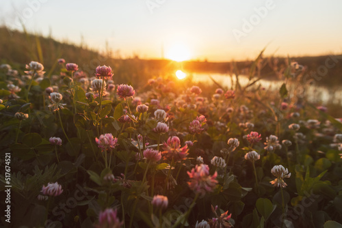 clover blooms at sunset on the river bank