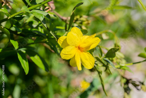 Primrose Jasmine or Jasminum mesnyi, bright yellow flowers, close up