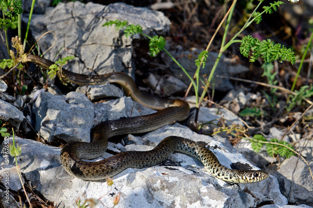 Obraz premium Balkan whip snake // Balkan-Zornnatter (Hierophis gemonensis) 