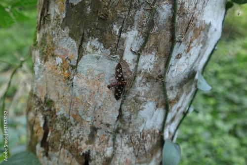 A sandalwood defoliator moth perched on the surface of the coconut trunk covered with lichen photo