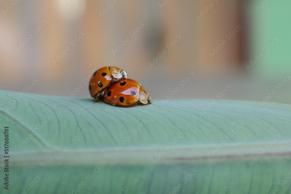 ladybug on grass ladybug on grass