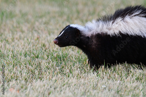 Urban wildlife skunk walking on a a grass lawn