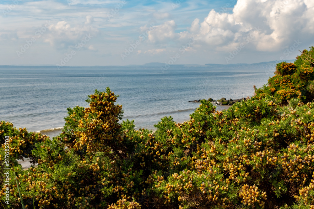 View over the Firth of Tay from behind the gorse bushes near Monifieth in the county of Angus, Scotland