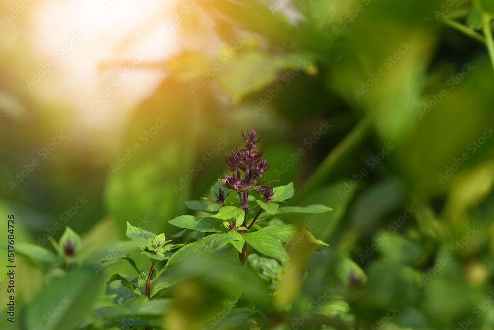 Thai basil (Ocimum basilicum) or sweet basil plant. Thai basil (Ocimum basilicum) or sweet basil plant.