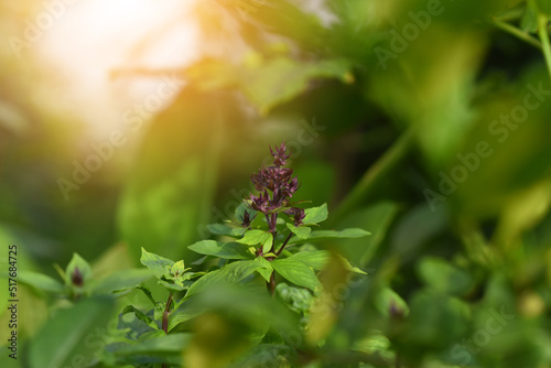 Thai basil (Ocimum basilicum) or sweet basil plant.