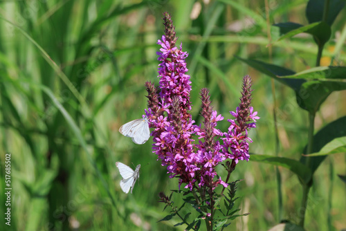purple loosestrife flower and cabbage white butterfly photo