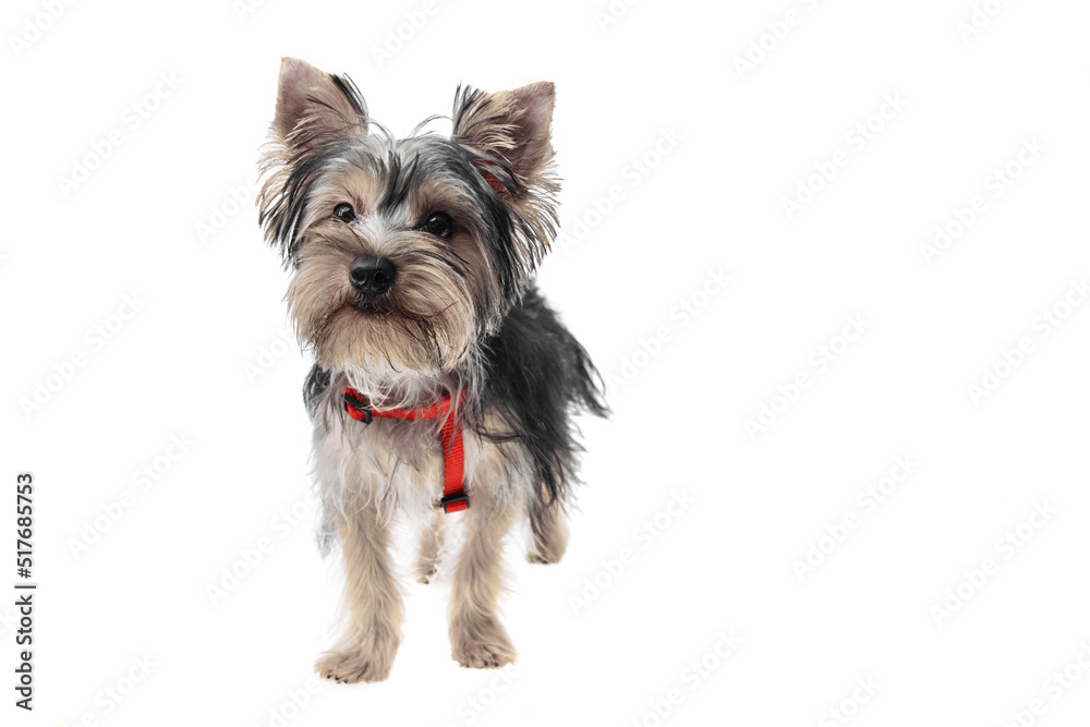 Beautiful and cute black and white yorkshire terrier dog over isolated background. Studio shoot of purebreed yorkie puppy. Beautiful and cute black and white yorkshire terrier dog over isolated background. Studio shoot of purebreed yorkie puppy.