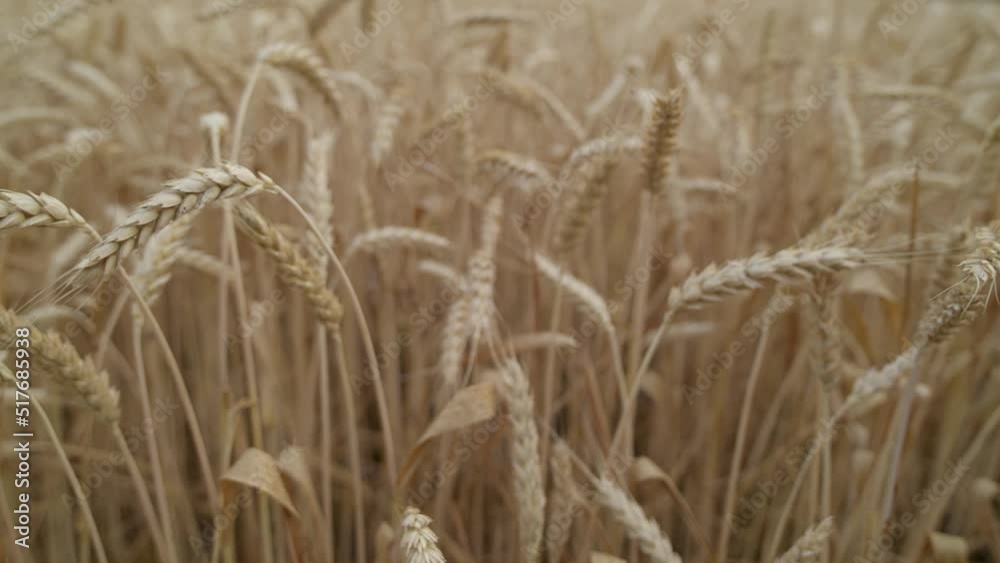 Wheat Field in morning. Ears of wheat close up. Harvest and harvesting concept. Wheat Field in morning. Ears of wheat close up. Harvest and harvesting concept.