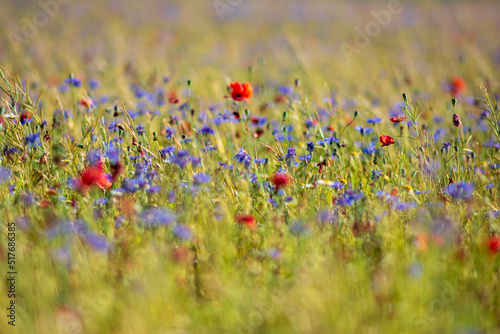 Castelluccio_2022_003