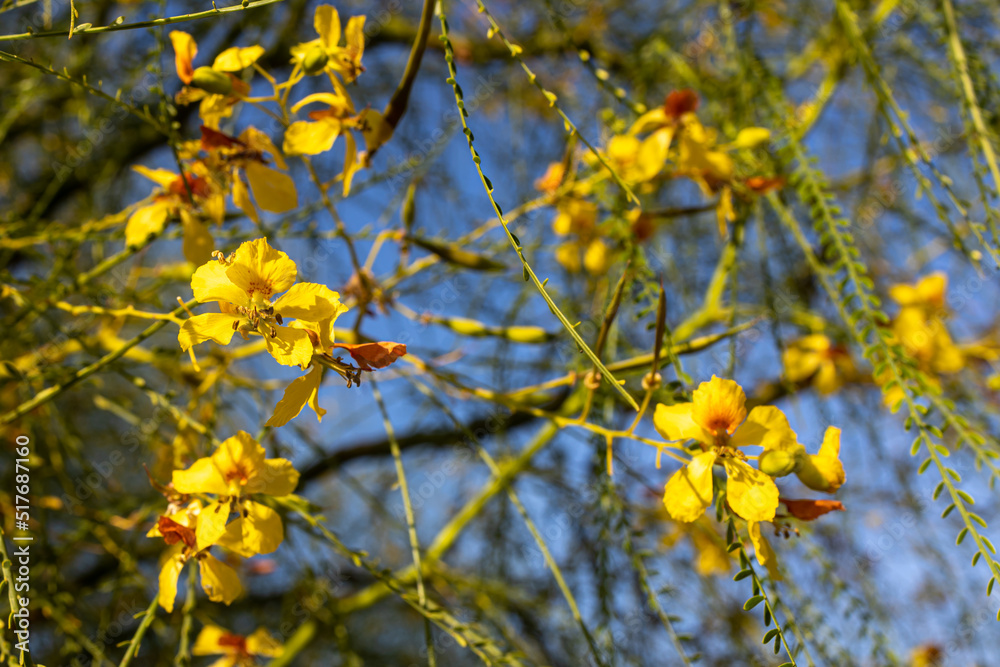 Beautiful Cassia fistula (Golden shower tree) blossom blooming on the tree with nature blurred background, known as golden rain tree, canafistula, and ratchapruek in Israel. Beautiful Cassia fistula (Golden shower tree) blossom blooming on the tree with nature blurred background, known as golden rain tree, canafistula, and ratchapruek in Israel.