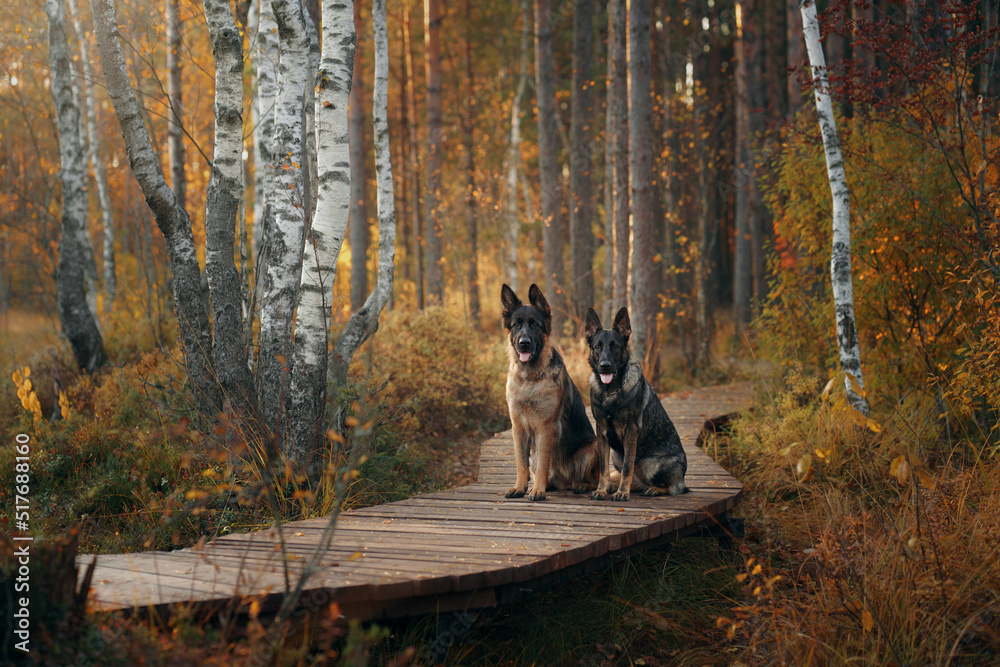 Naklejka premium two dogs sit together on a wooden path in the forest. Beautiful German and East European Shepherd Dogs in nature