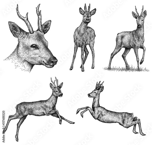 Slika na platnu Vintage engrave isolated deer set illustration ink sketch