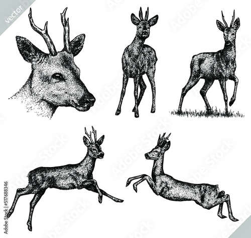 Canvas Print Vintage engrave isolated deer set illustration ink sketch