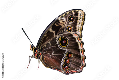 Morpho peleides butterfly isolated on white background. Object with clipping path. photo