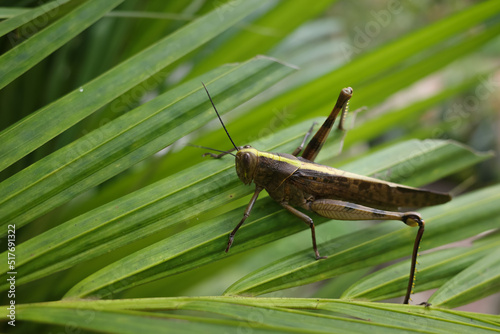 grasshopper on the grass © harto