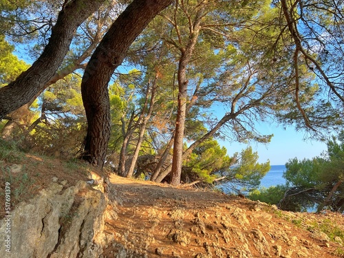 Pine trees in the forest. Scenic path to woods. Coniferous woodland of Mediterranean coast.
