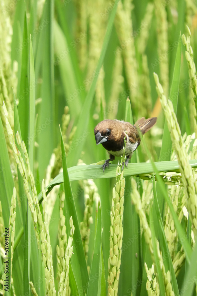 bee on the grass bee on the grass