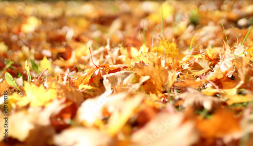 Golden background of bright maple leaves lying on the ground. In the blur