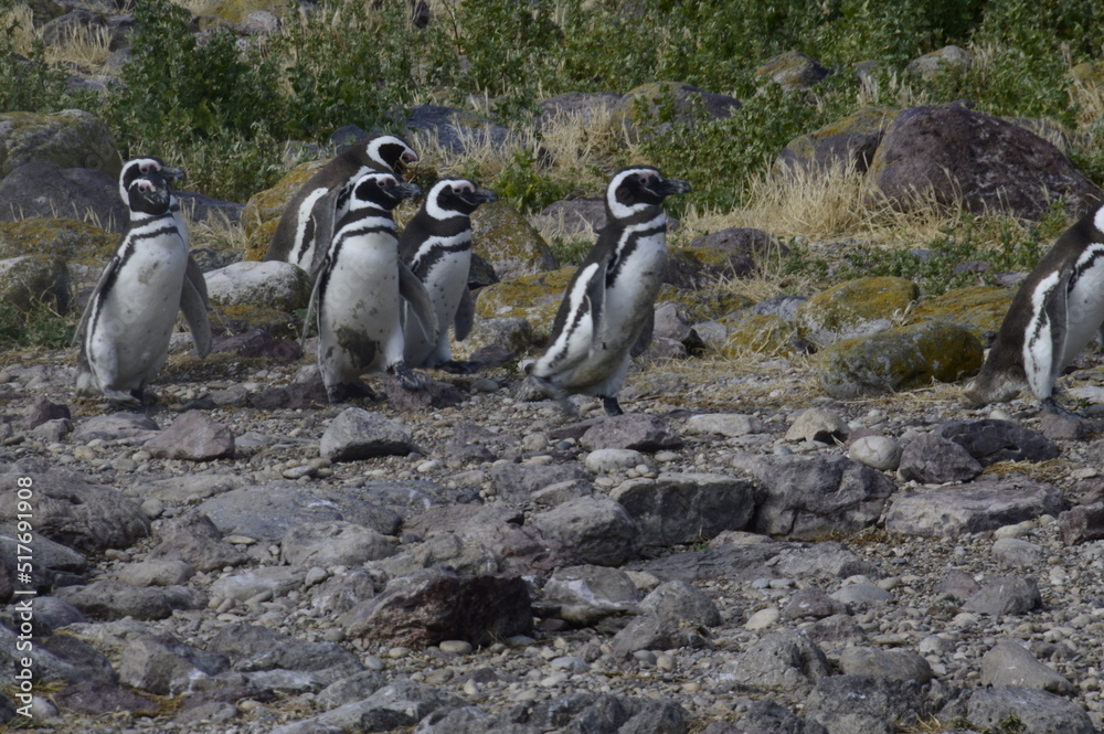 Fototapeta premium pequeño grupo de pinguinos de magallanes en busca de alimento
