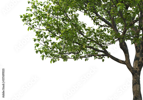 Foreground Twigs with fruits on a white background.