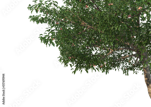 Foreground Twigs with fruits on a white background. © jomphon