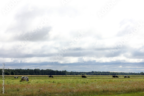 green meadow with grazing cows against the backdrop of a forest on a cloudy day. summer cattle pasture