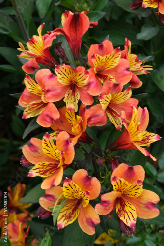 Alstromeria, red and yellow flowers