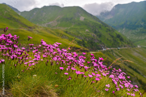 beautiful flowers in the mountains overlooking the mountains