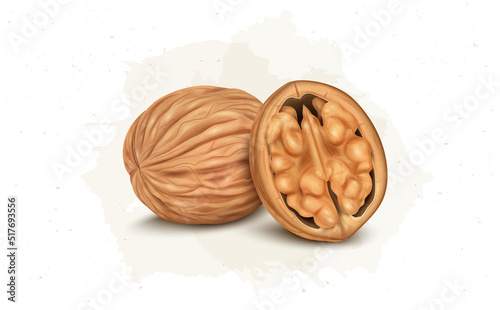Dry Fruit Walnut vector illustration with half piece of walnut isolated on white background