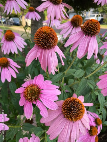 Pink coneflower closeup