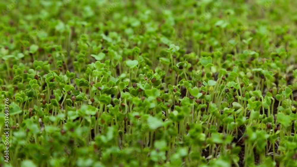 Microgreens Broccoli 2 Microgreens Broccoli 2