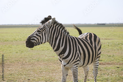 Zebras in Askania-nova National Park  Kherson region  Ukraine