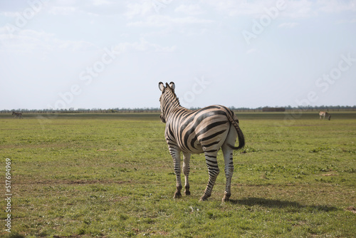 Zebras in Askania-nova National Park  Kherson region  Ukraine