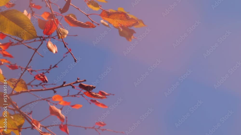 Beech tree leaves in pastel color video backgrounds