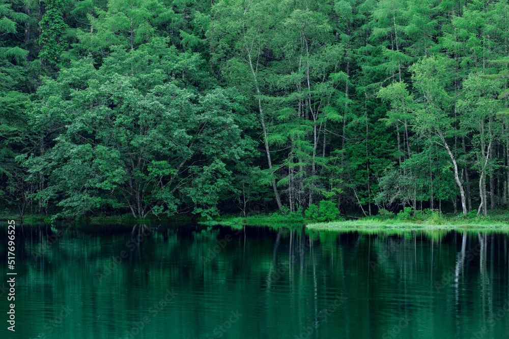 新緑の湖畔の風景 長野県御射鹿池 7月 新緑の湖畔の風景 長野県御射鹿池 7月