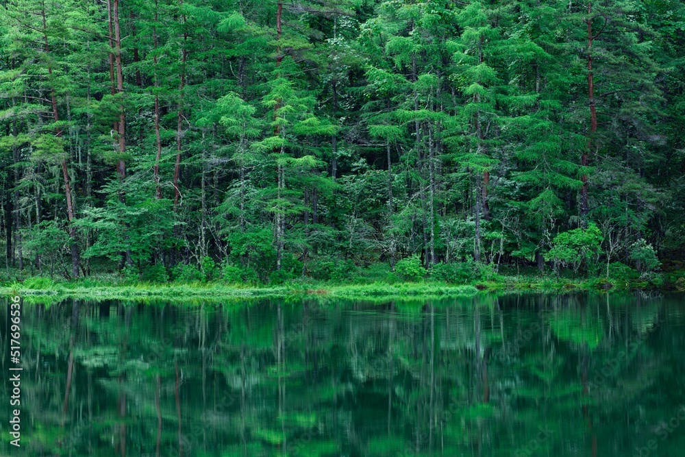 新緑の湖畔の風景 長野県御射鹿池 7月 新緑の湖畔の風景 長野県御射鹿池 7月