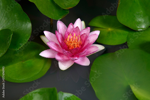 pink water lily opening in the pond.Beautiful pink water lily in the pond with green leaves.Water Lily  with reflection floating on the water