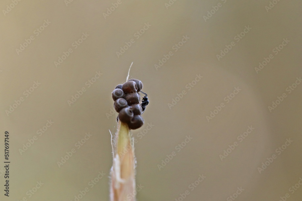 Zwei winzige Wespen (Scelionidae) an Eiern einer Baumwanze (Pentatomidae) - obrazy, fototapety, plakaty 