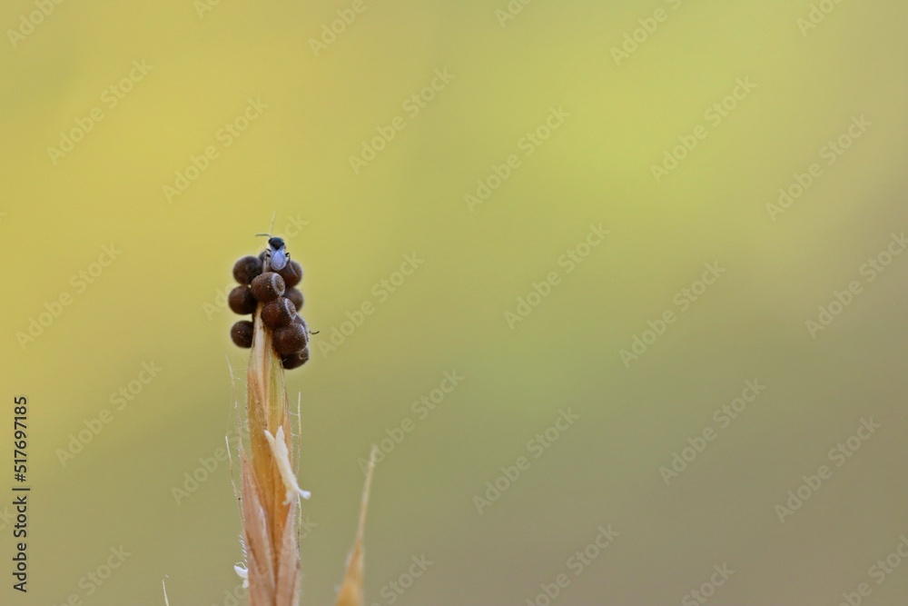 Zwei winzige Wespen (Scelionidae) an Eiern einer Baumwanze (Pentatomidae) - obrazy, fototapety, plakaty 