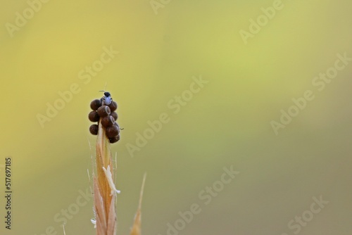 Zwei winzige Wespen (Scelionidae) an Eiern einer Baumwanze (Pentatomidae) photo