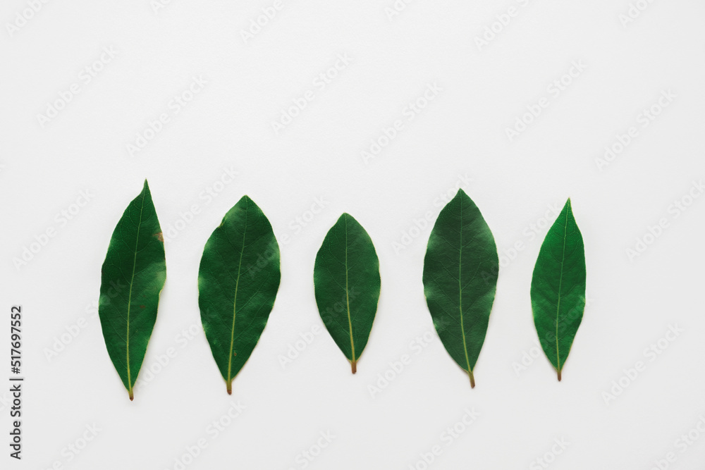 Obraz premium Citrus leaf collection on a white