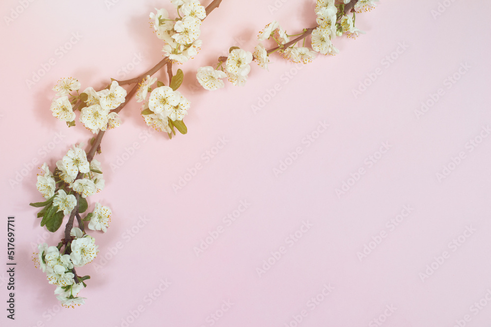 Branch with Beautiful white cherry flower blooming on pink background