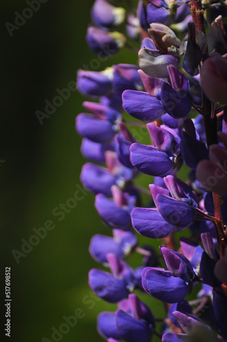 Blooming wild lupin flowers
