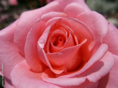 Beautiful pink rose up close