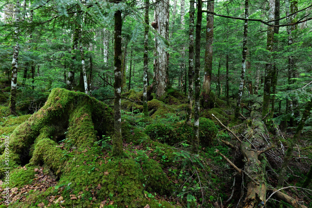 北八ヶ岳白駒の池　苔の森