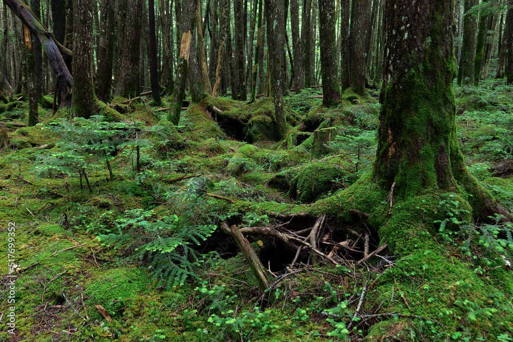 Fototapeta premium 北八ヶ岳白駒の池 苔の森