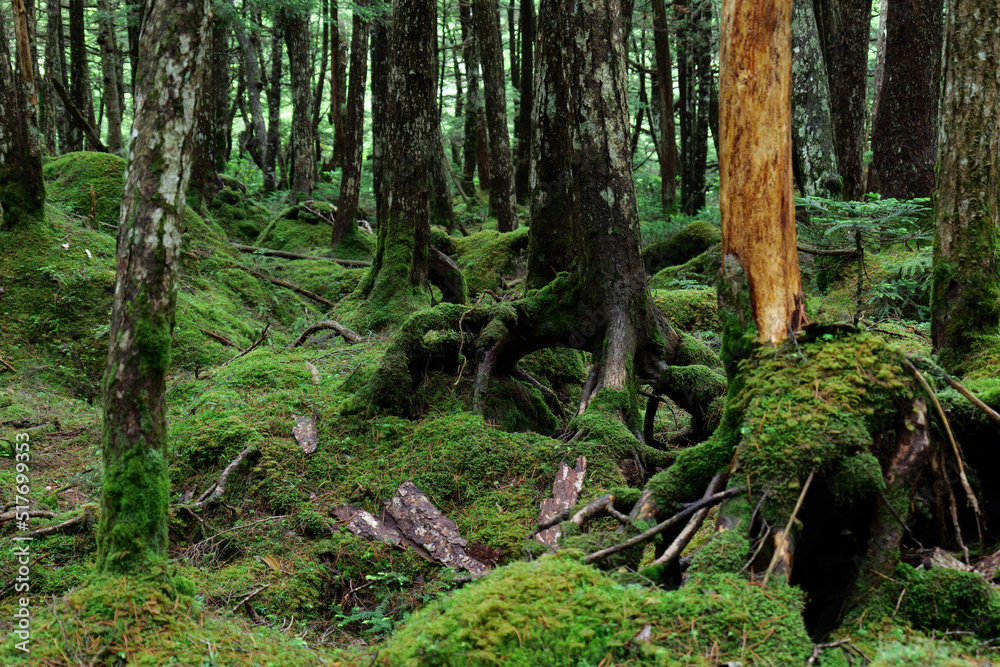 北八ヶ岳白駒の池　苔の森
