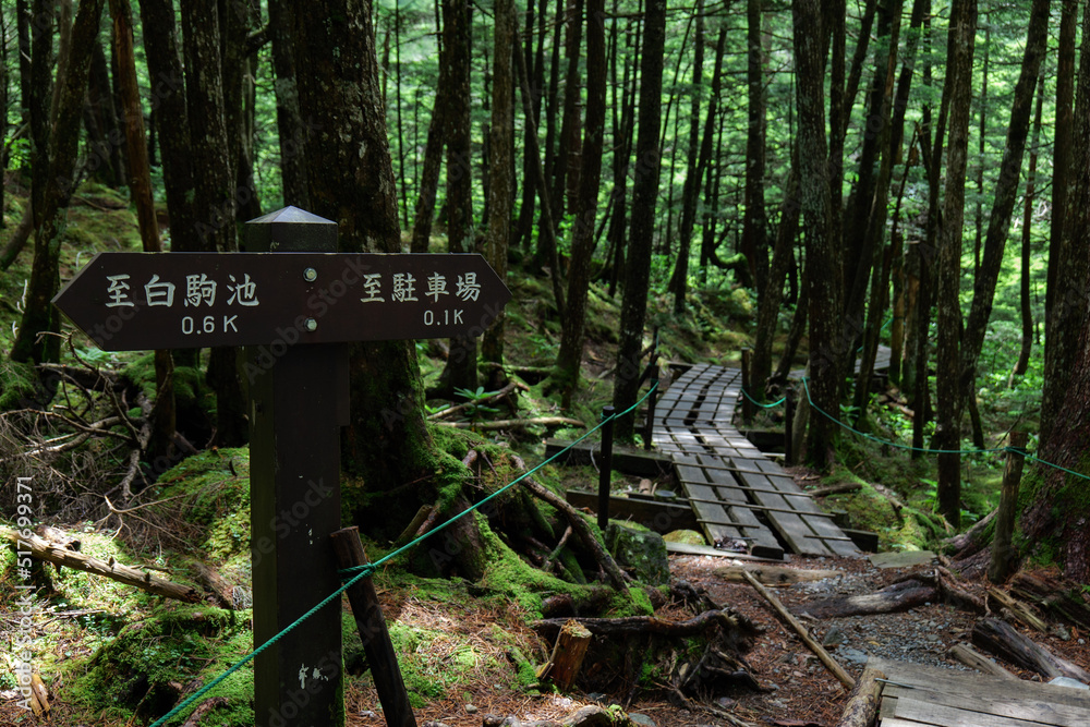 北八ヶ岳白駒の池　苔の森