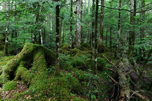 北八ヶ岳白駒の池 苔の森