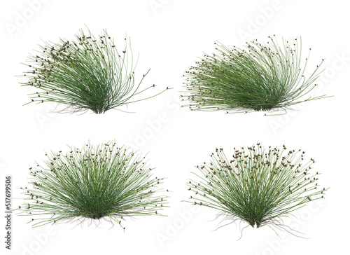  Grass blossoms on a white background